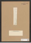 Synedra sp. (de-Toni-Nr.: Genus 66) Zeichnungen Sammlung Grunow Nr. 5419 (NHMW-BOT-W0373515)